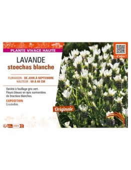 LAVANDULA STOECHAS BLANCHE