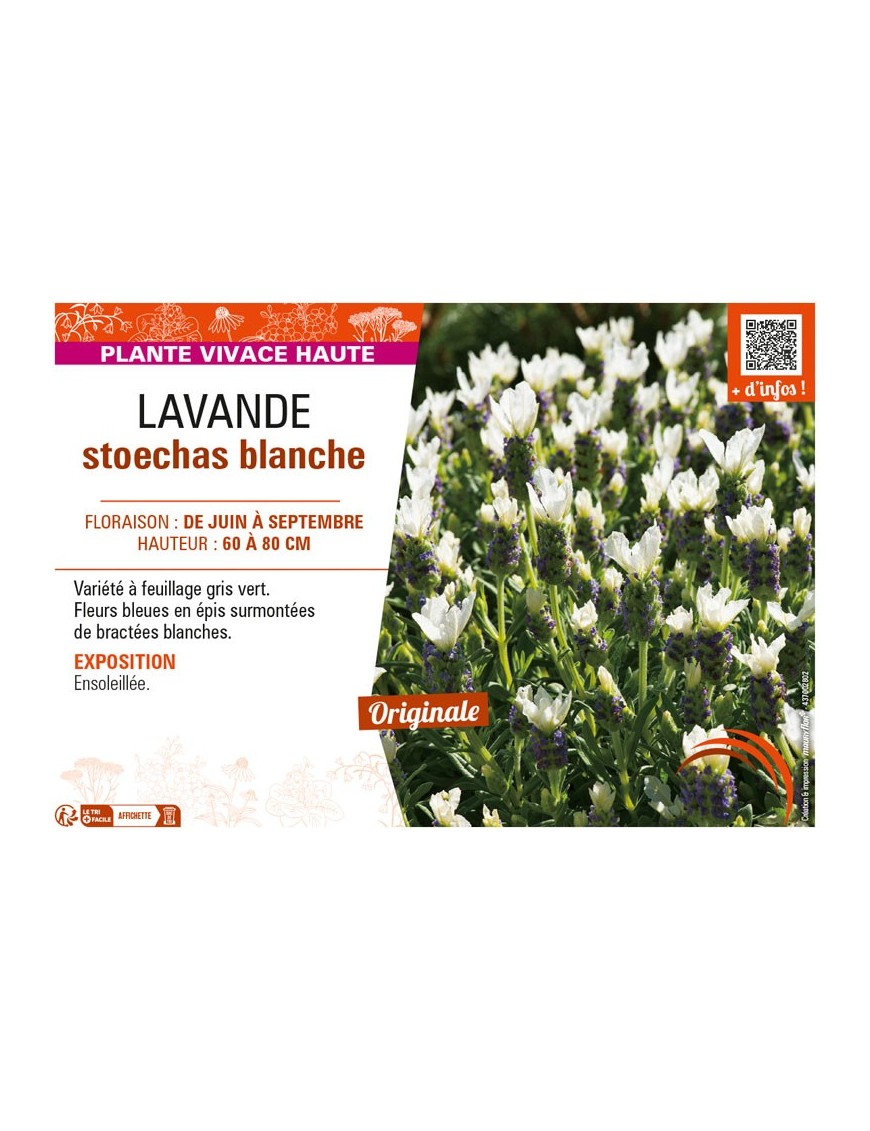 LAVANDULA STOECHAS BLANCHE