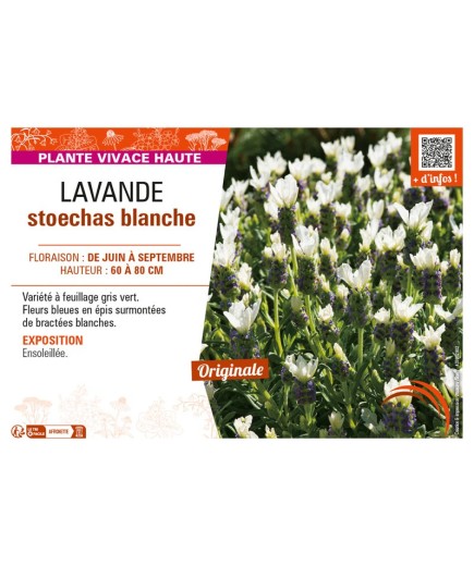 LAVANDULA STOECHAS BLANCHE