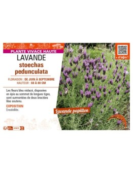 LAVANDULA STOECHAS PEDUNCULATA