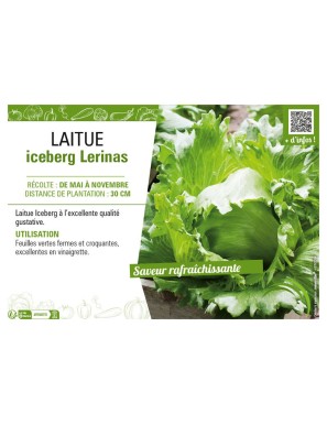 LAITUE ICEBERG LERINAS