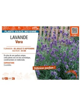 LAVANDULA VERA