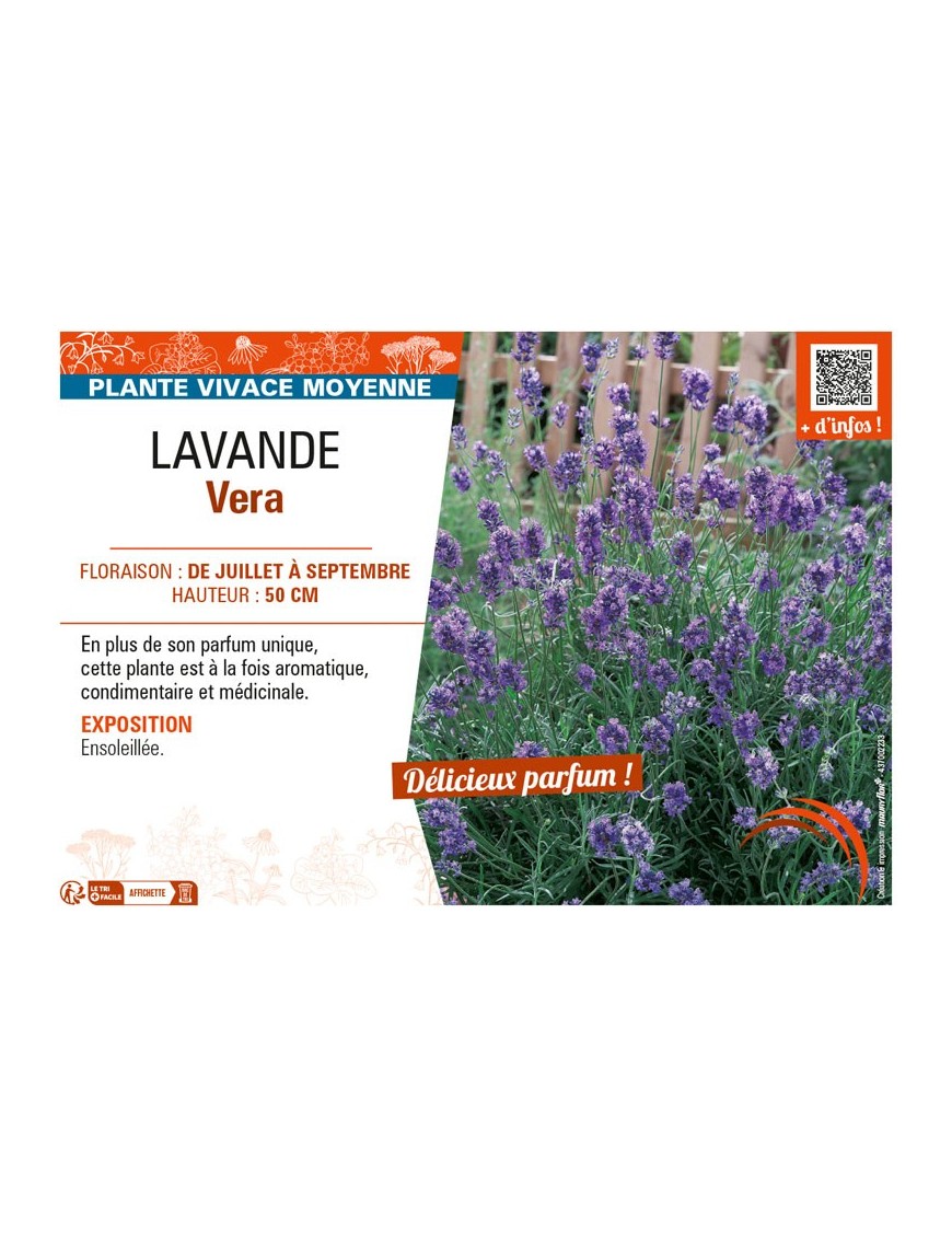 LAVANDULA VERA