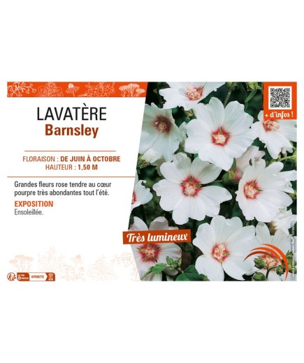 LAVATERA BARNSLEY