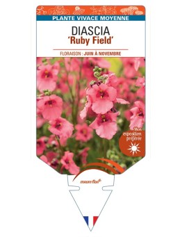 DIASCIA (barberae) Ruby Field