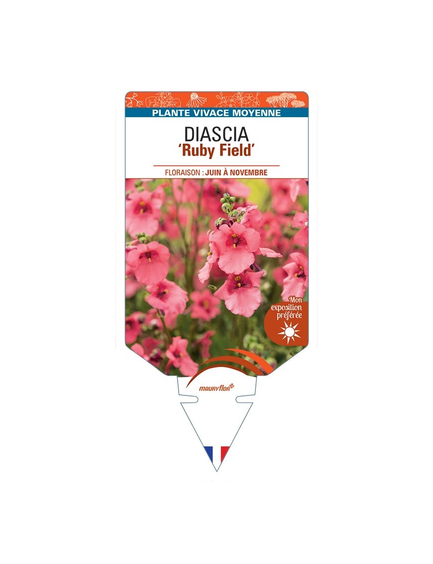 DIASCIA (barberae) Ruby Field