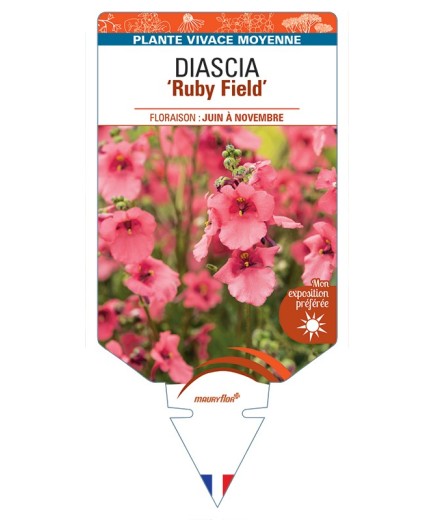 DIASCIA (barberae) Ruby Field