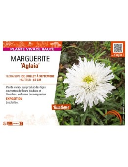 LEUCANTHEMUM maximum Aglaia voir MARGUERITE