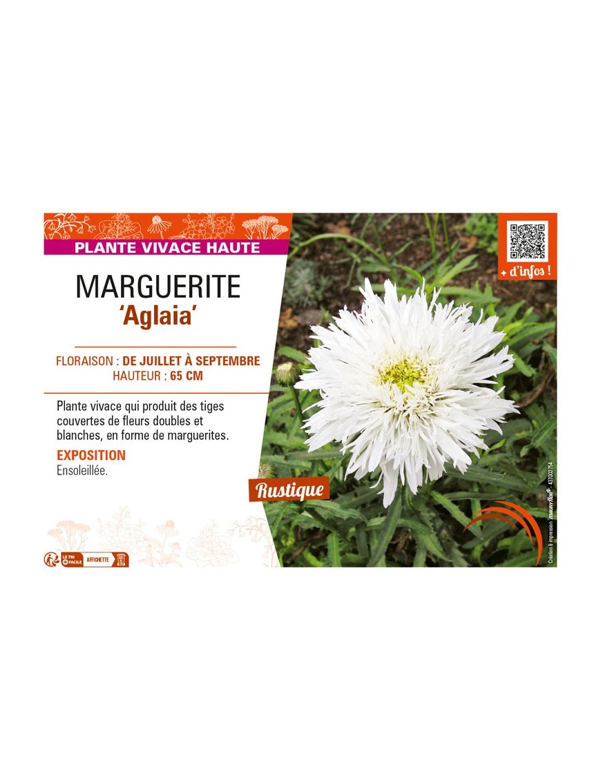 LEUCANTHEMUM maximum Aglaia voir MARGUERITE