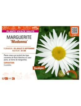 LEUCANTHEMUM maximum Madonna voir MARGUERITE