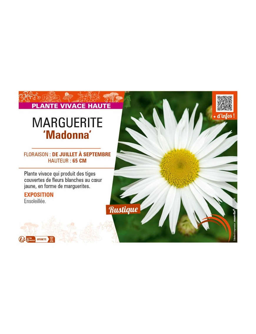 LEUCANTHEMUM maximum Madonna voir MARGUERITE