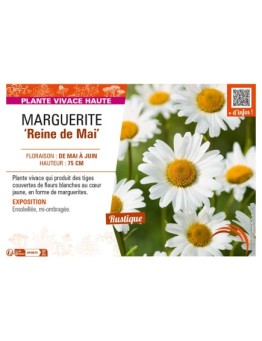 LEUCANTHEMUM vulgare Reine de Mai voir MARGUERITE