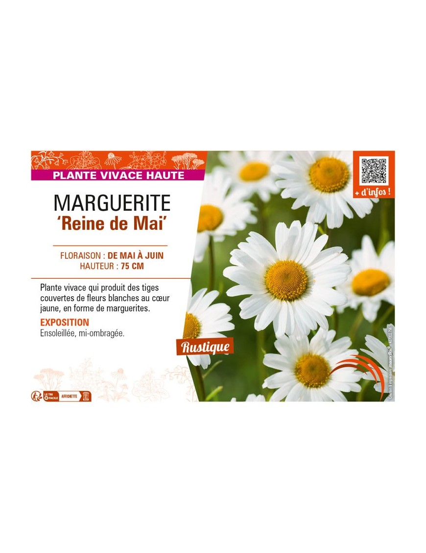 LEUCANTHEMUM vulgare Reine de Mai voir MARGUERITE