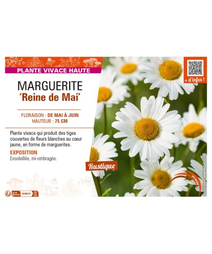 LEUCANTHEMUM vulgare Reine de Mai voir MARGUERITE