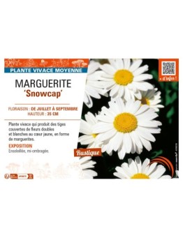 LEUCANTHEMUM x superbum Snowcap voir MARGUERITE