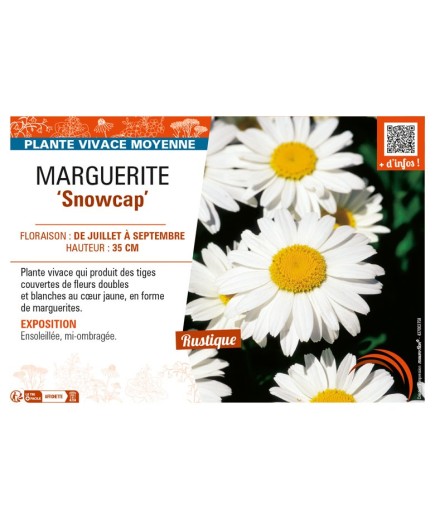 LEUCANTHEMUM x superbum Snowcap voir MARGUERITE
