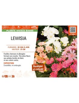 LEWISIA