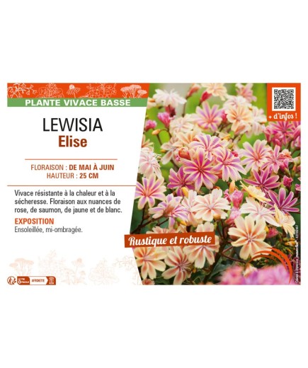 LEWISIA ELISE