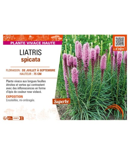 LIATRIS spicata (rose)