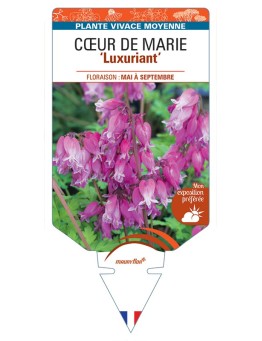 DICENTRA formosa Luxuriant voir  Cœur de Marie