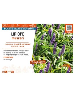 LIRIOPE muscari
