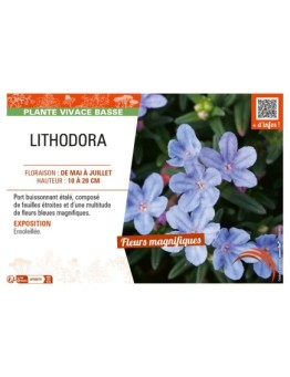 LITHODORA
