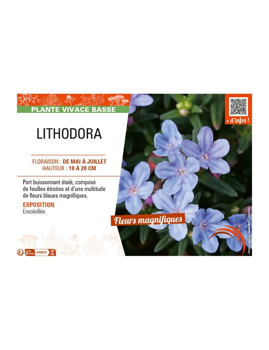 LITHODORA