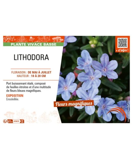 LITHODORA