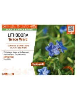 LITHODORA (diffusa) Grace Ward