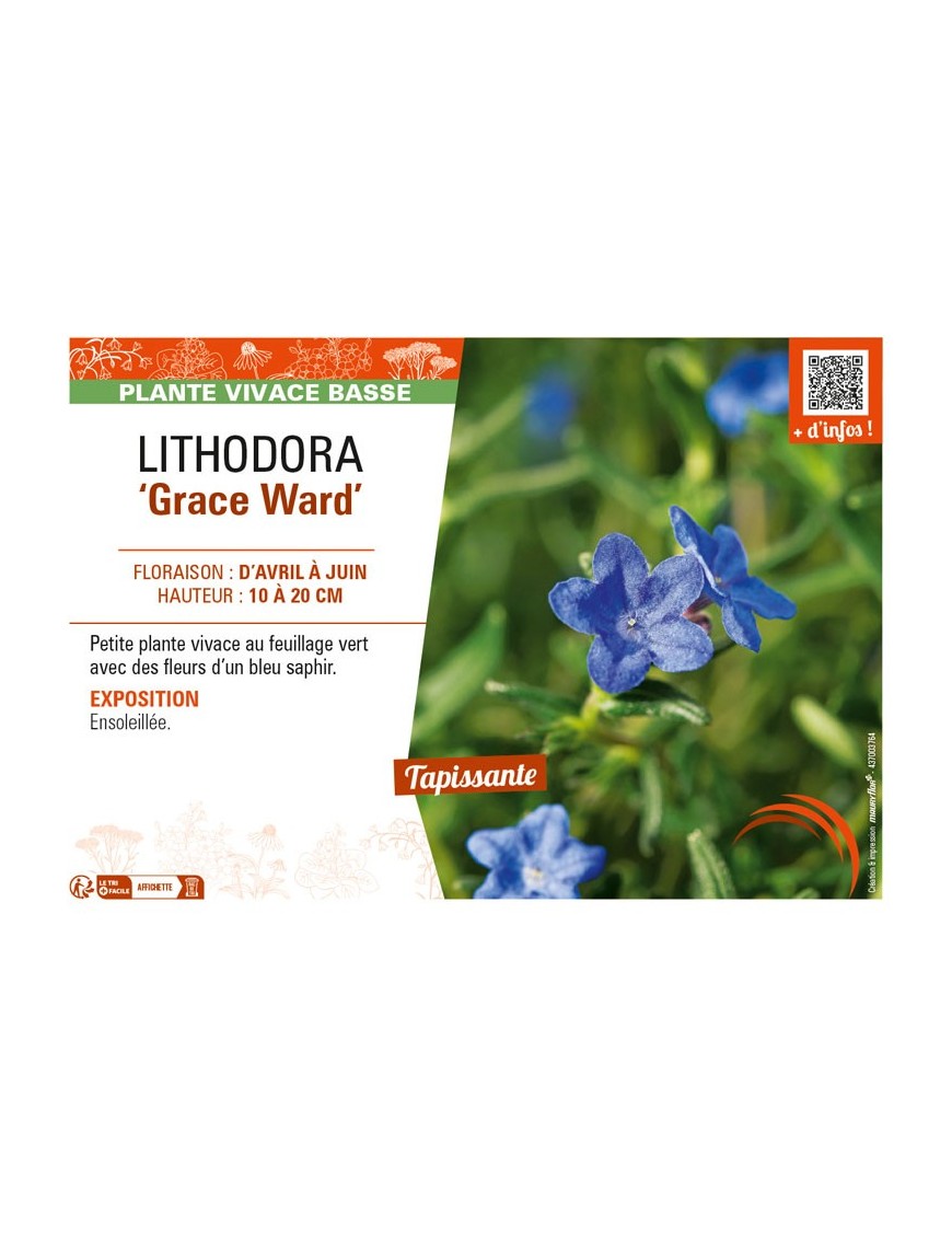 LITHODORA (diffusa) Grace Ward