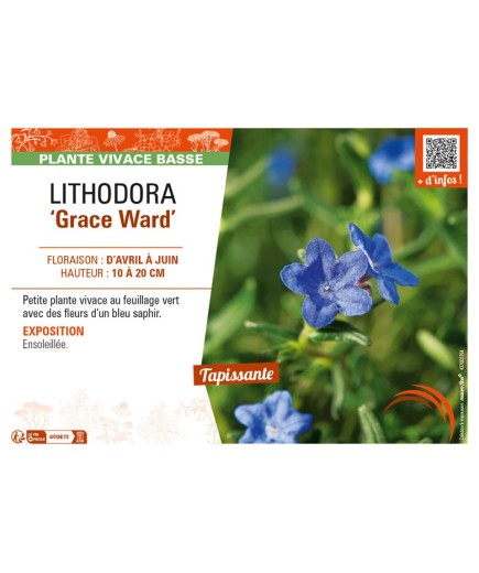 LITHODORA (diffusa) Grace Ward
