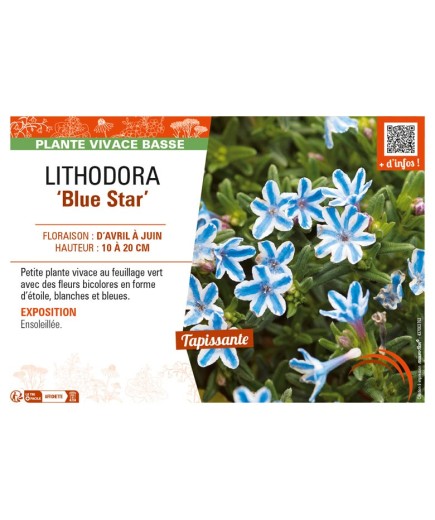 LITHODORA (diffusa) Star