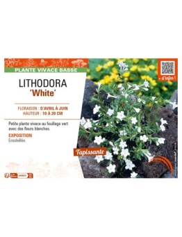 LITHODORA (diffusa) White