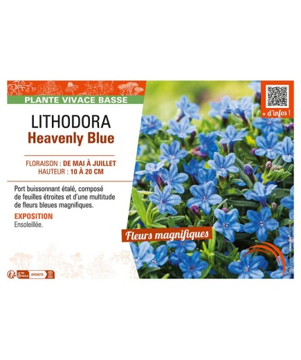 LITHODORA Heavenly Blue