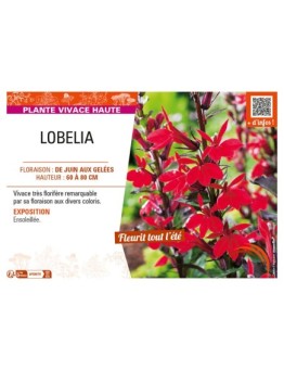 LOBELIA (SPECIOSA)