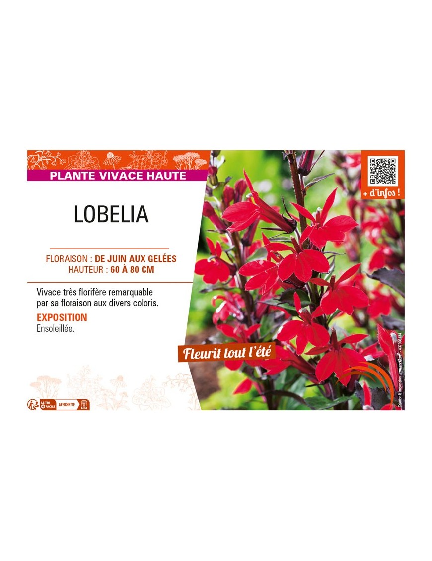 LOBELIA (SPECIOSA)