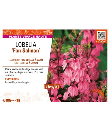 LOBELIA (speciosa) Fan Salmon