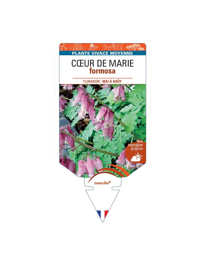 DICENTRA FORMOSA voir Cœur de Marie Rose