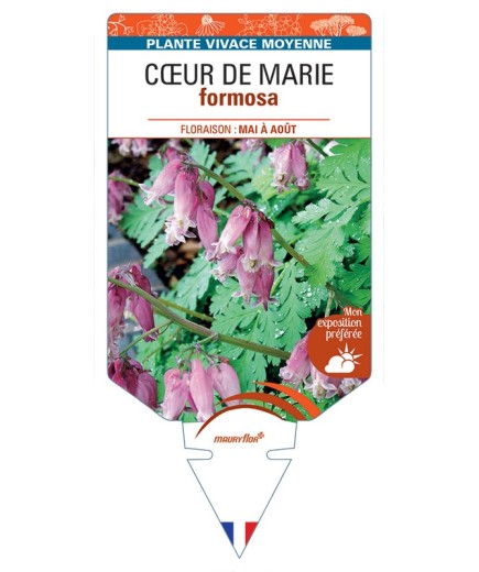 DICENTRA FORMOSA voir Cœur de Marie Rose