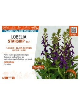 LOBELIA (x speciosa) STARSHIP Blue