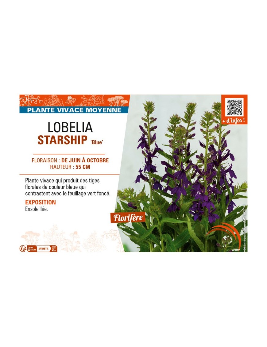 LOBELIA (x speciosa) STARSHIP Blue