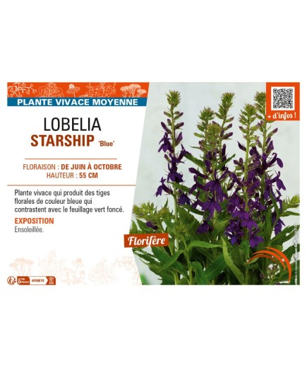 LOBELIA (x speciosa) STARSHIP Blue