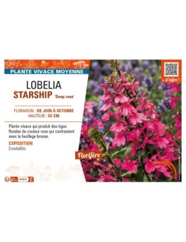 LOBELIA (x speciosa) STARSHIP Deep rose