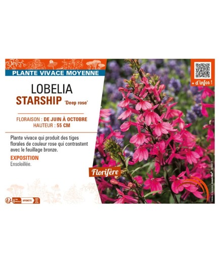 LOBELIA (x speciosa) STARSHIP Deep rose
