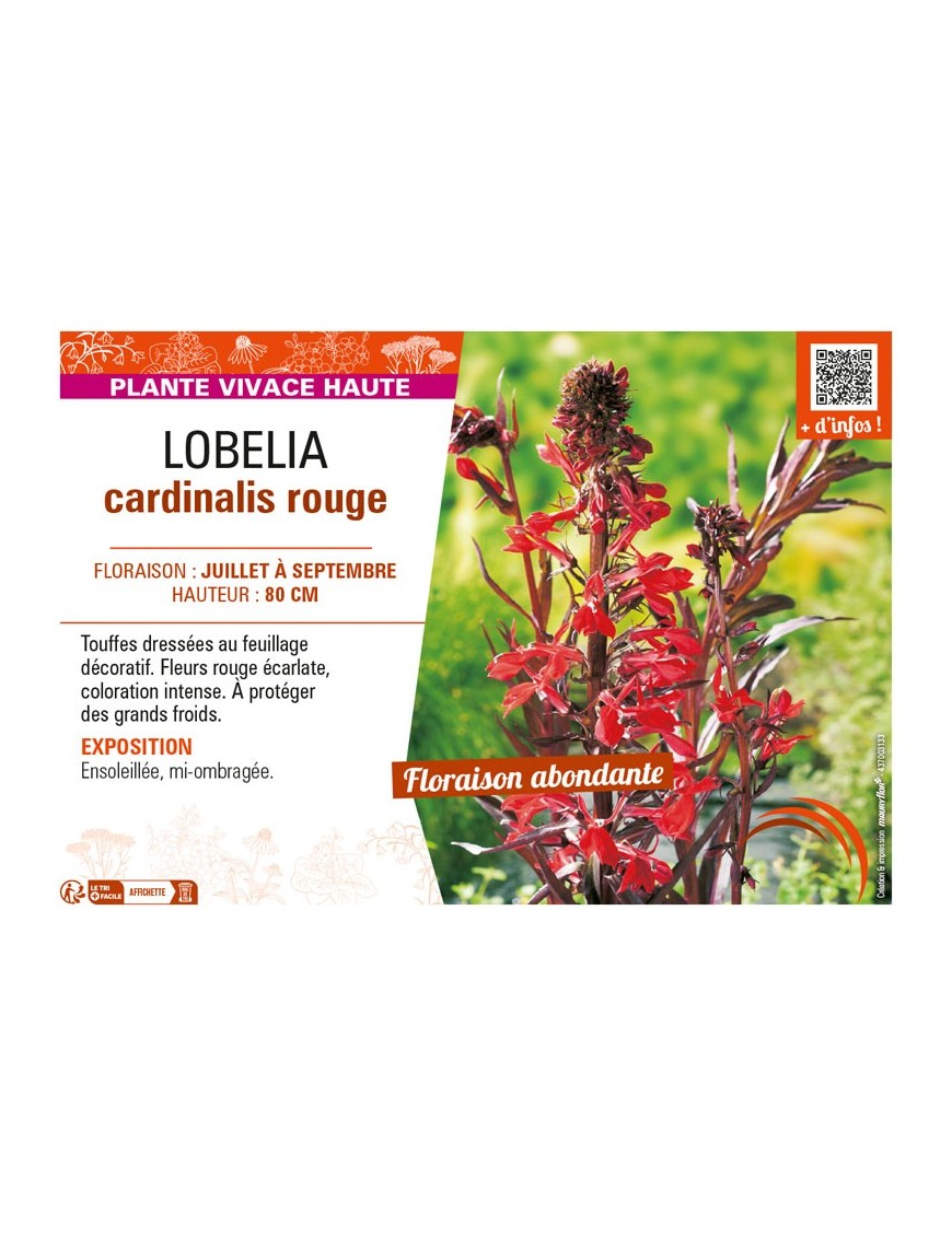 LOBELIA CARDINALIS ROUGE