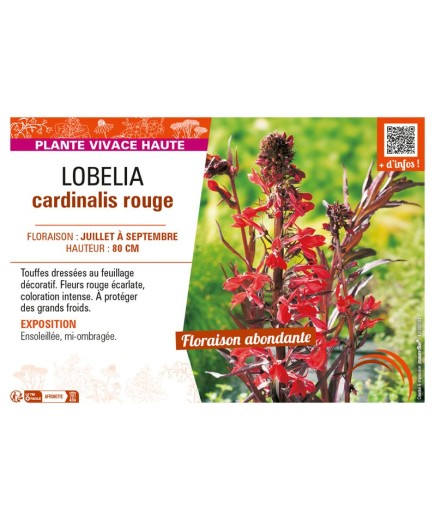 LOBELIA CARDINALIS ROUGE