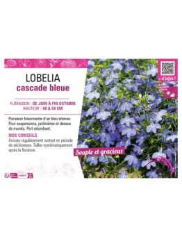 LOBELIA CASCADE BLEU