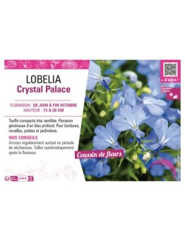 LOBELIA CRYSTAL PALACE