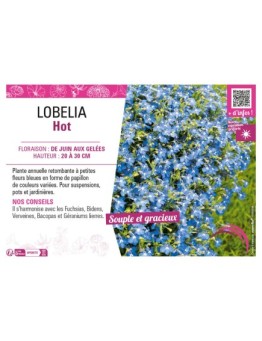 LOBELIA HOT