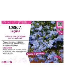 LOBELIA LAGUNA